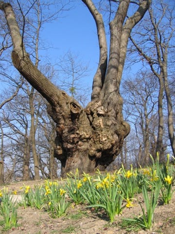 Ramoneur La Celle-Saint-Cloud